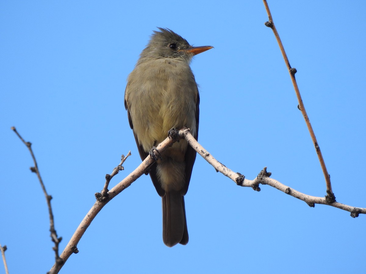 Greater Pewee - ML646092184