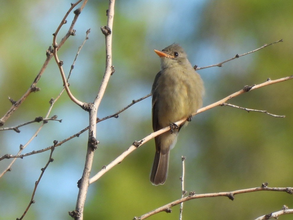Greater Pewee - ML646092185
