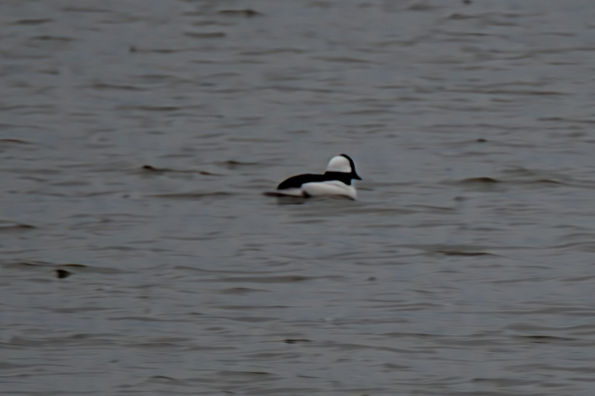 Bufflehead - ML646092193