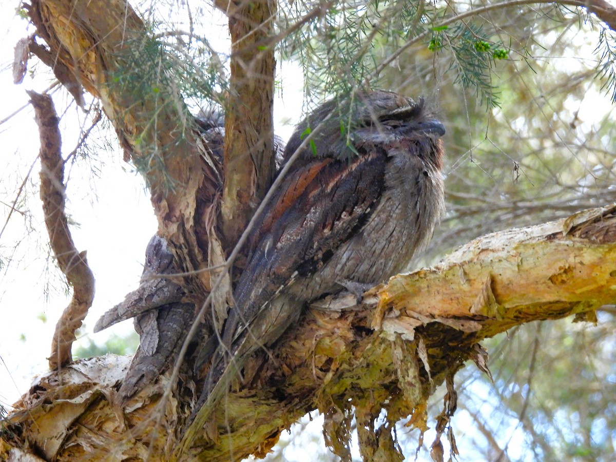 Tawny Frogmouth - ML646092211