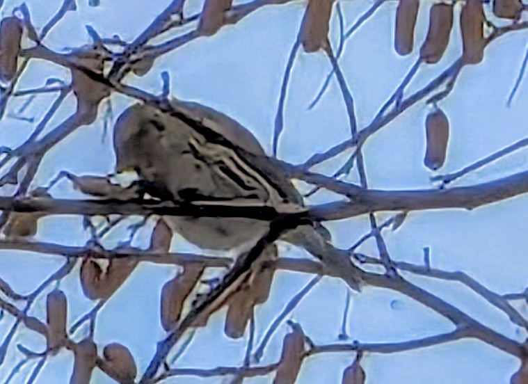 Redpoll - ML646092221