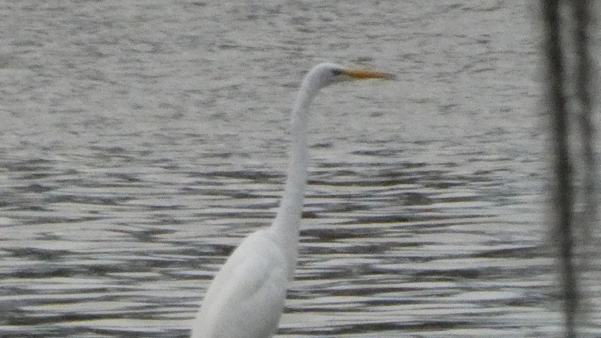 Great Egret - ML646092222