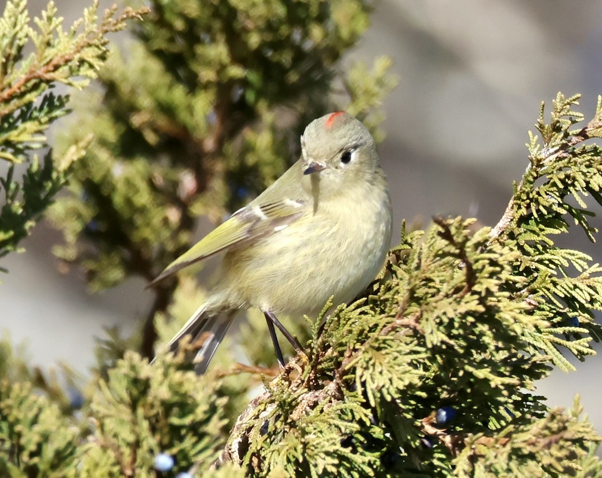 Ruby-crowned Kinglet - ML646092223
