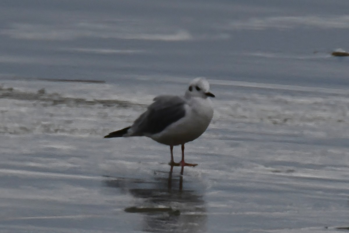 Bonaparte's Gull - ML646092226