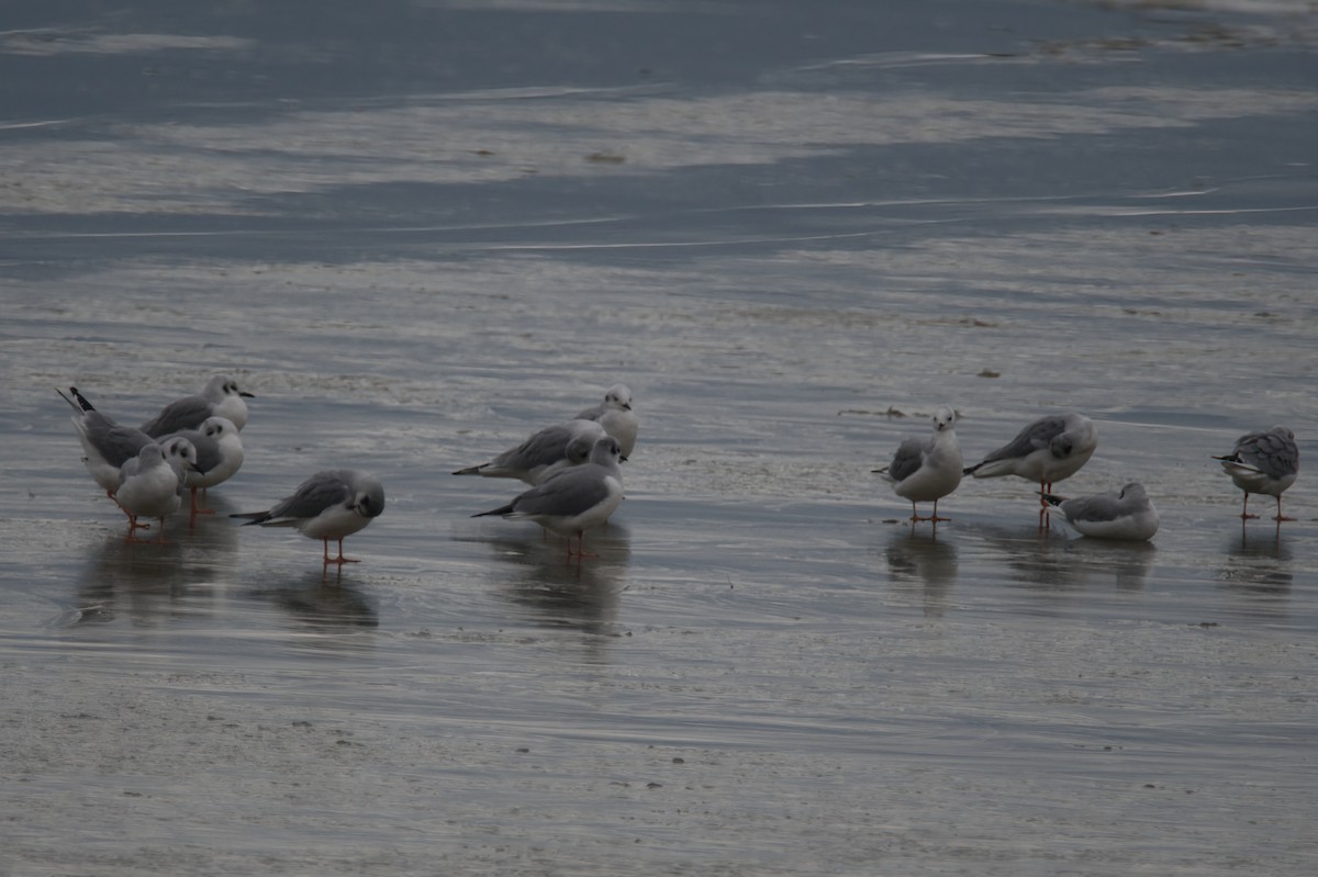 Bonaparte's Gull - ML646092227