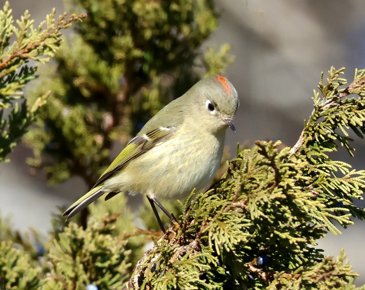 Ruby-crowned Kinglet - ML646092230