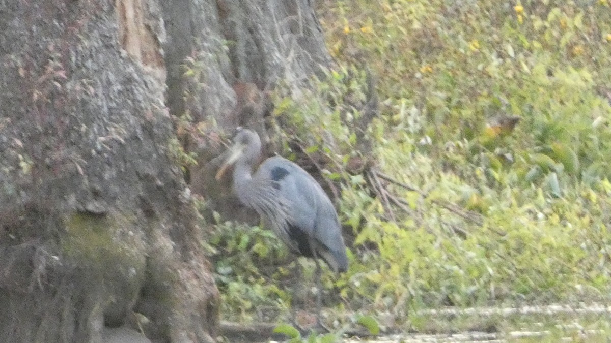 Koartza hauskara amerikarra - ML646092233