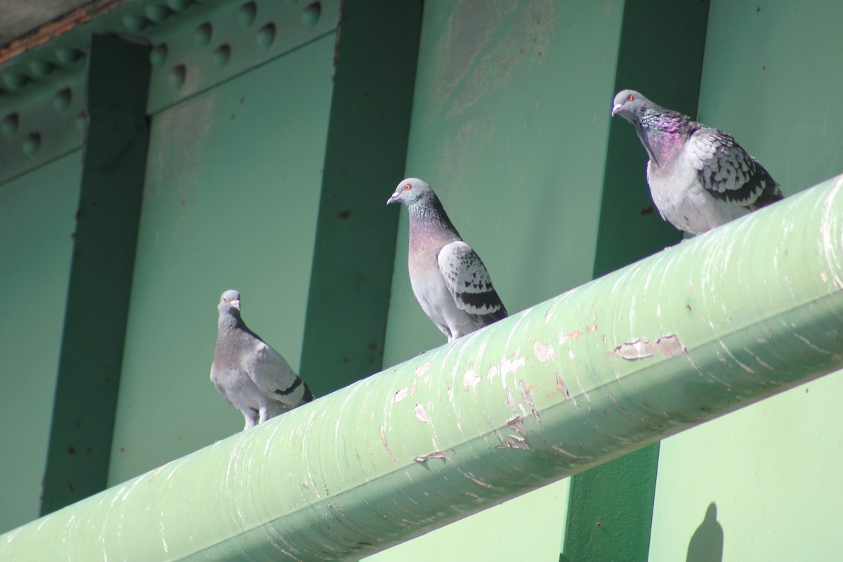 יונת בית - ML646092234