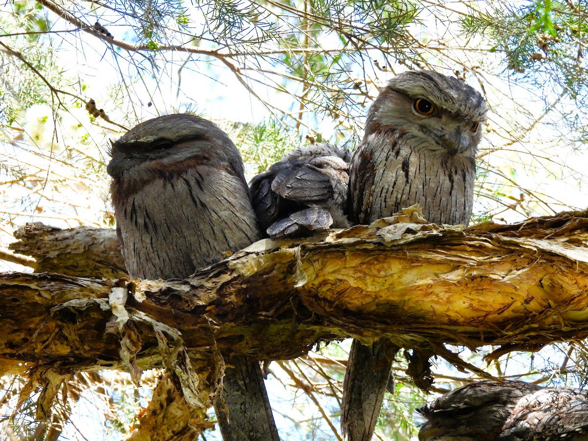 Tawny Frogmouth - ML646092235