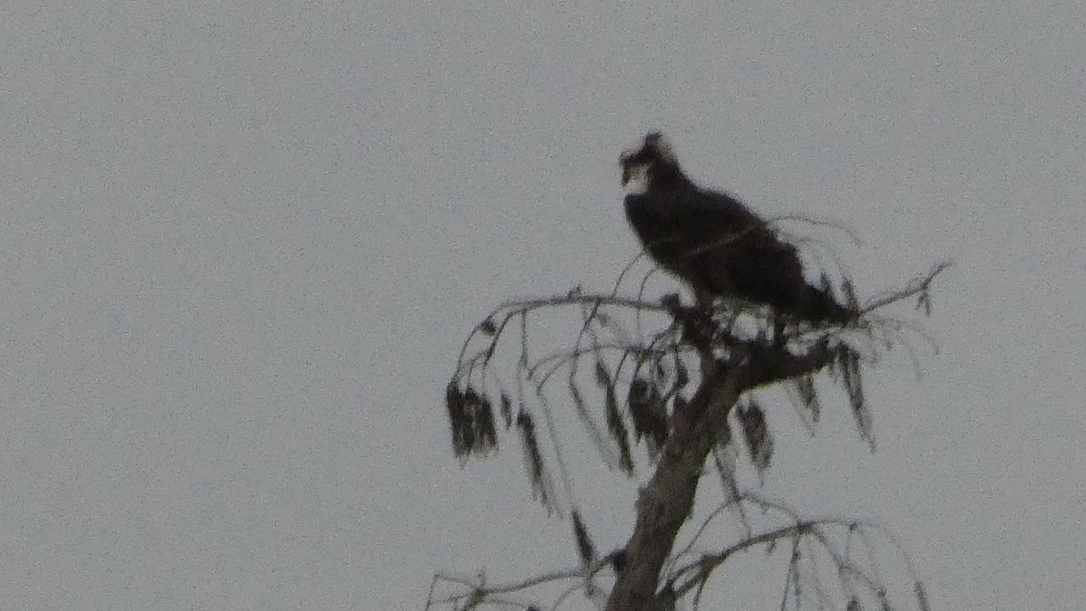 orlovec říční - ML646092238