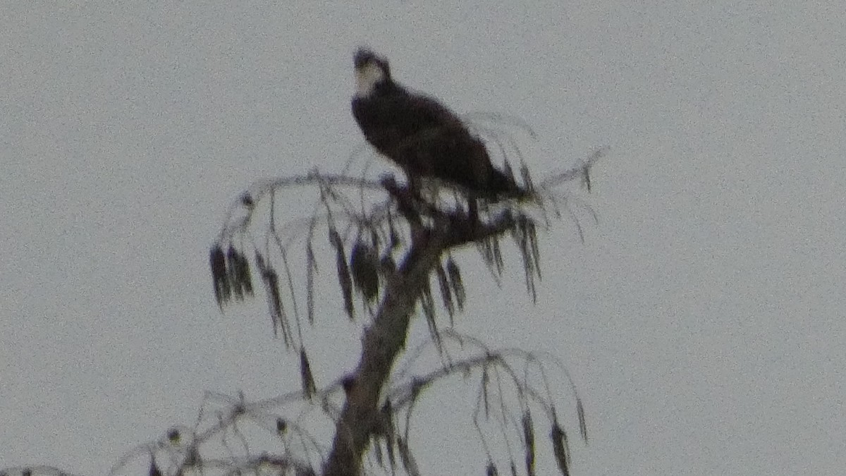 orlovec říční - ML646092239