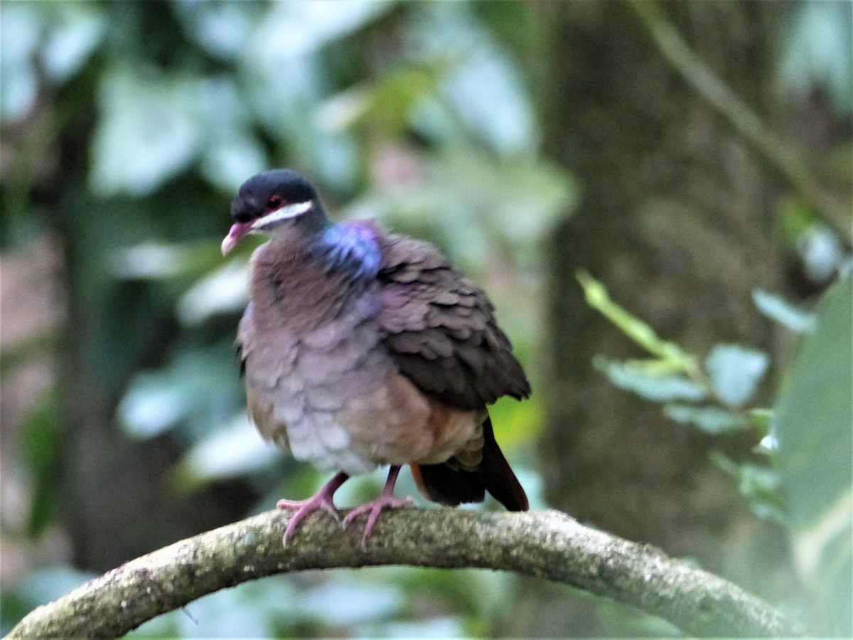 Bridled Quail-Dove - ML646092245