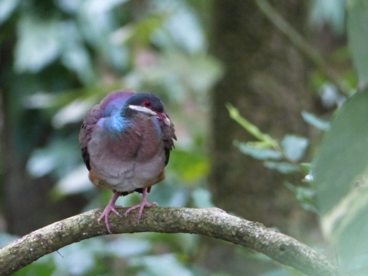Bridled Quail-Dove - ML646092246