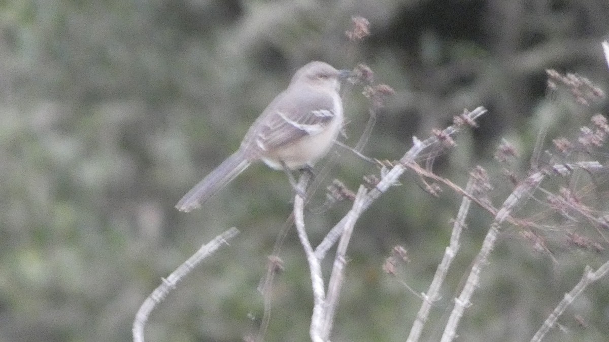 drozdec mnohohlasý - ML646092249