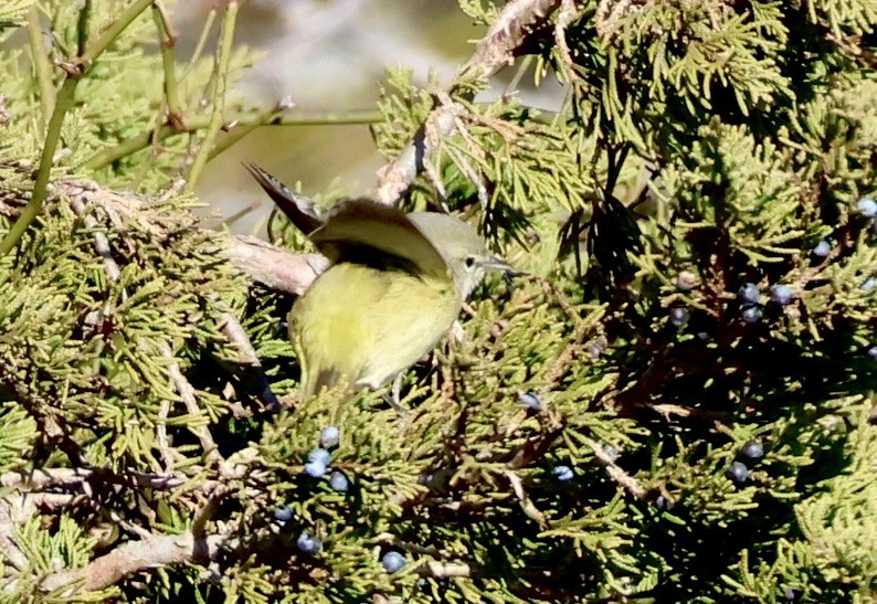 Orange-crowned Warbler - ML646092251
