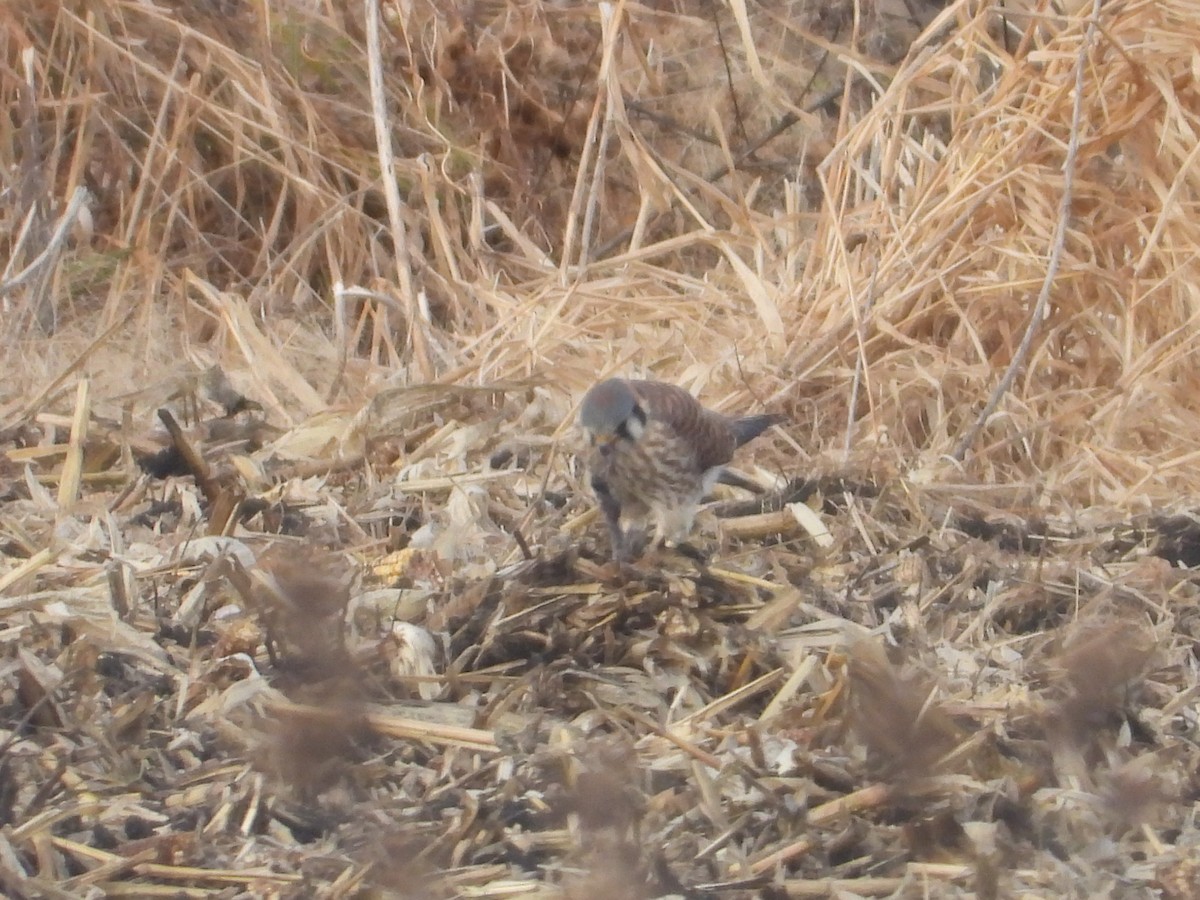 American Kestrel - ML646092254