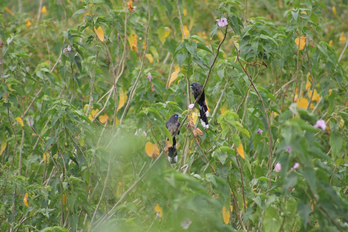 Blue-faced Malkoha - ML646092260