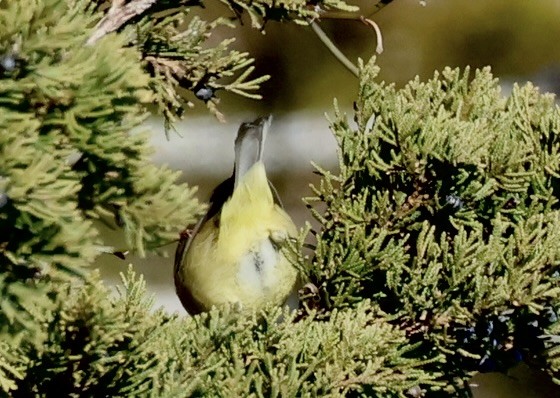 Orange-crowned Warbler - ML646092261