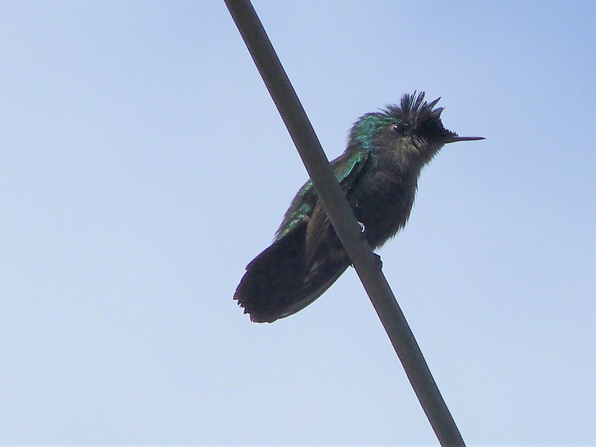 Antillean Crested Hummingbird - ML646092263