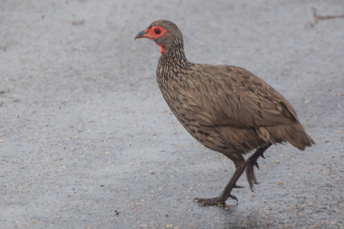 Swainson's Spurfowl - ML646092274