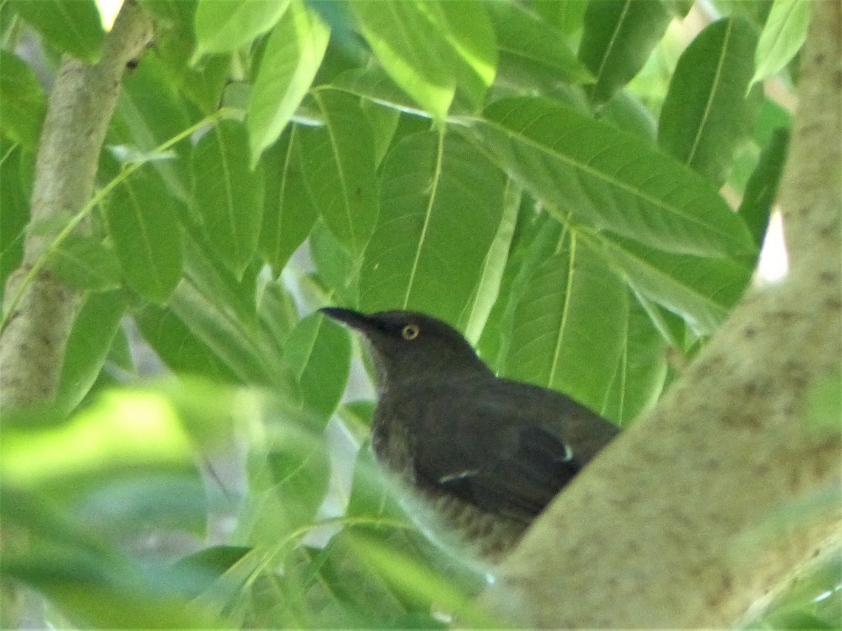 drozdec antilský - ML646092285