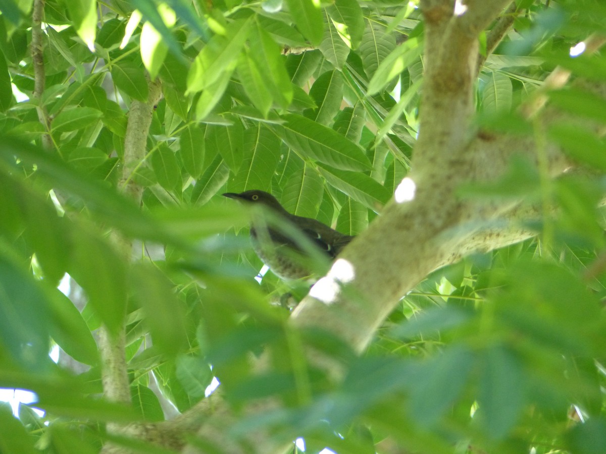 drozdec antilský - ML646092286