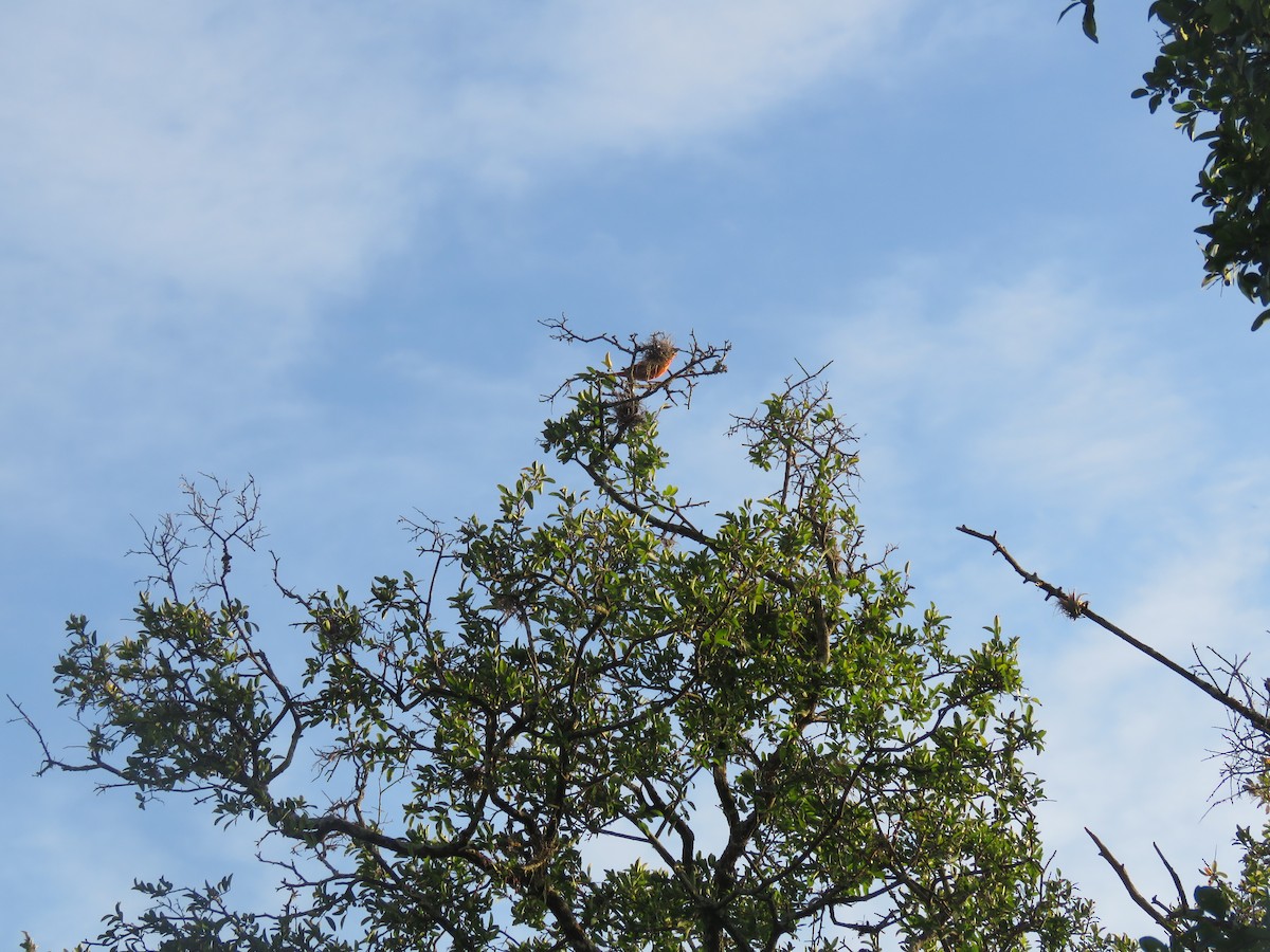 Hepatic Tanager - ML646092294