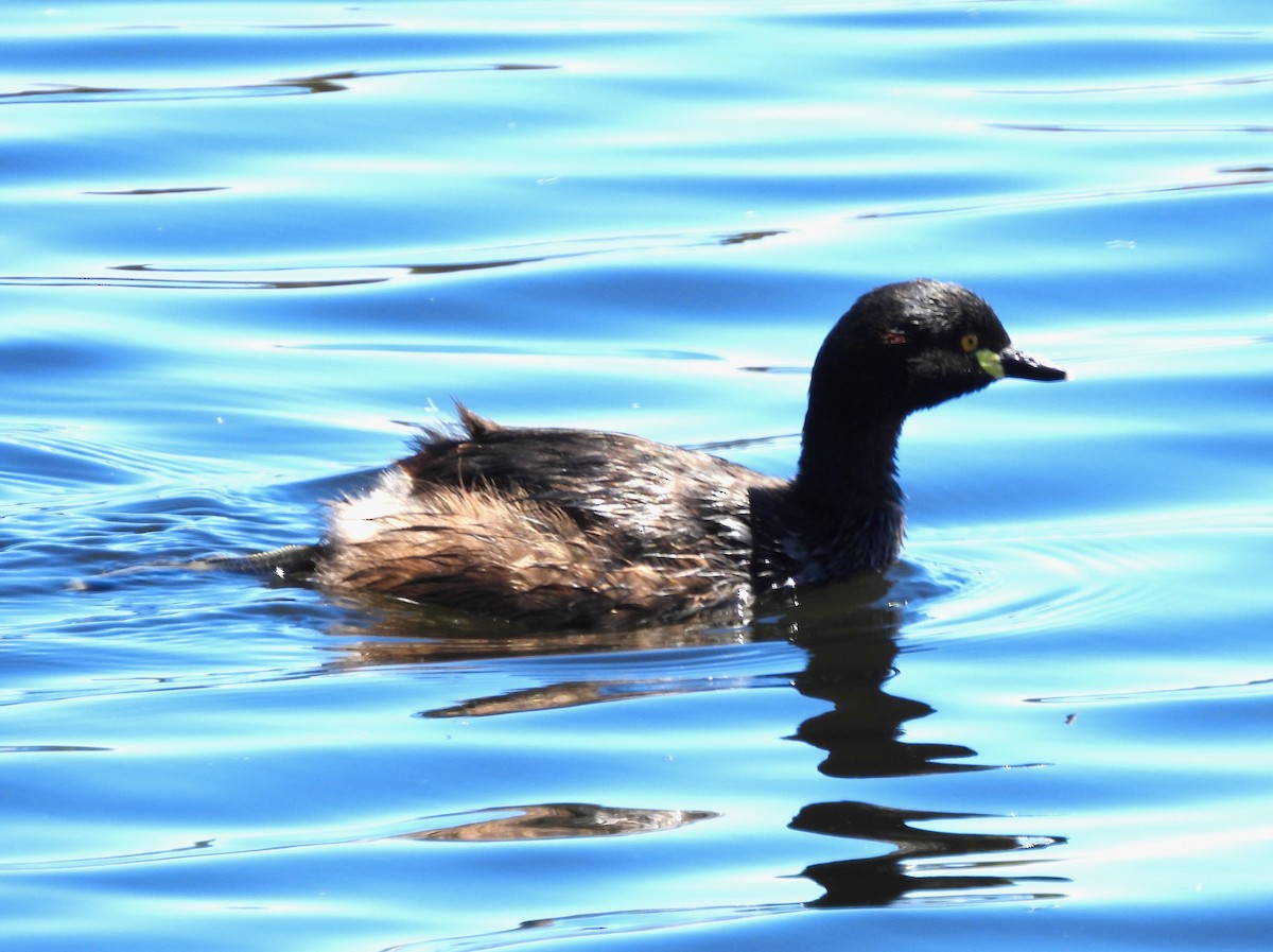 Australasian Grebe - ML646092302
