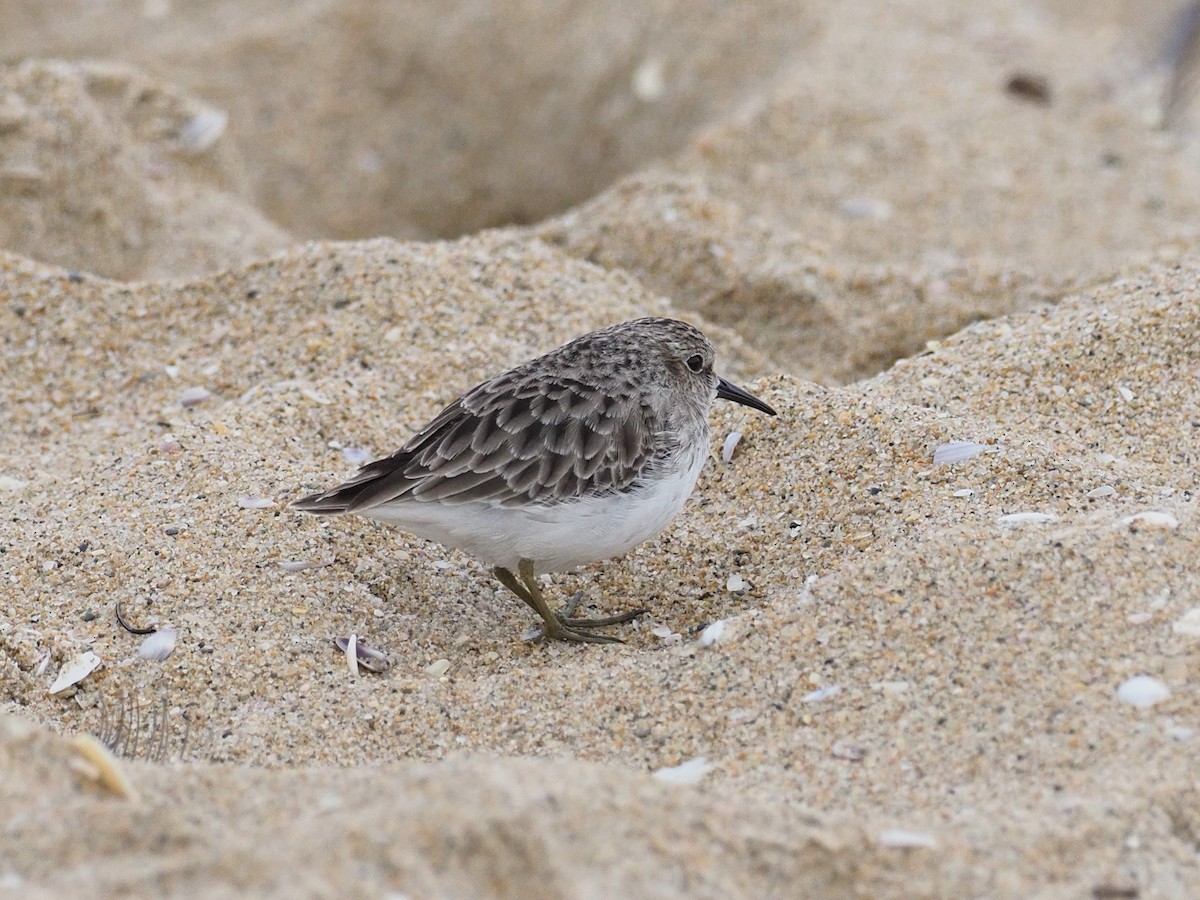 Least Sandpiper - ML646092303
