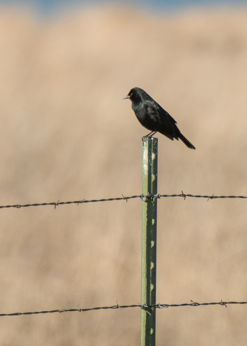 Red-winged Blackbird - ML646092304