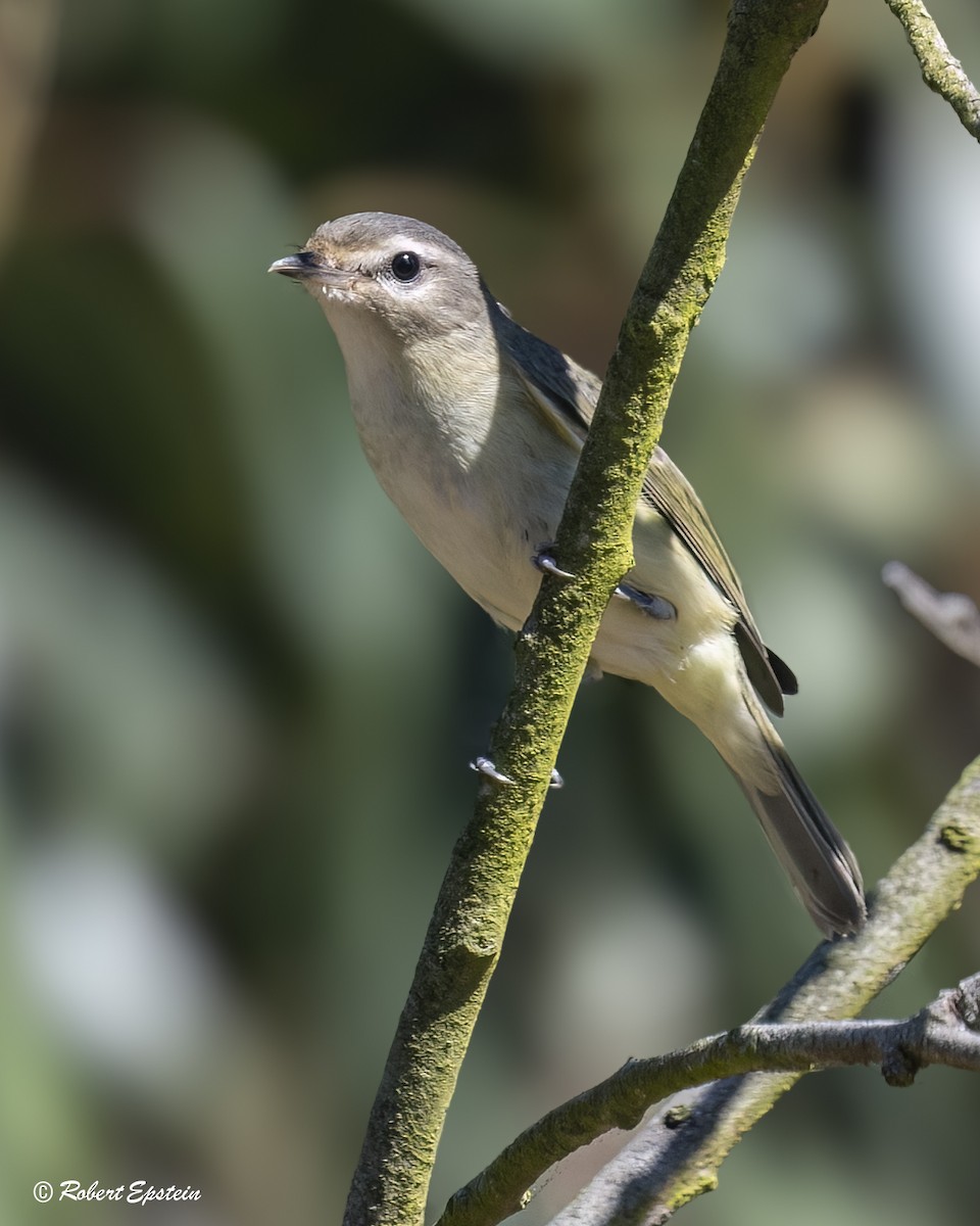 Western Warbling Vireo - ML646092307