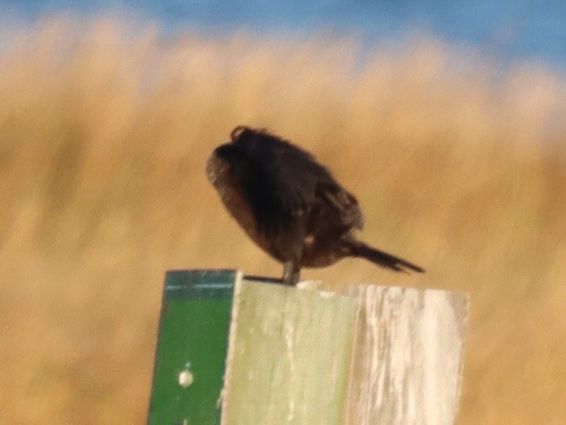 Double-crested Cormorant - ML646092308