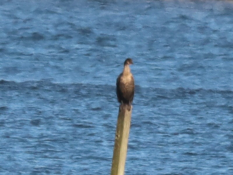 Double-crested Cormorant - ML646092309