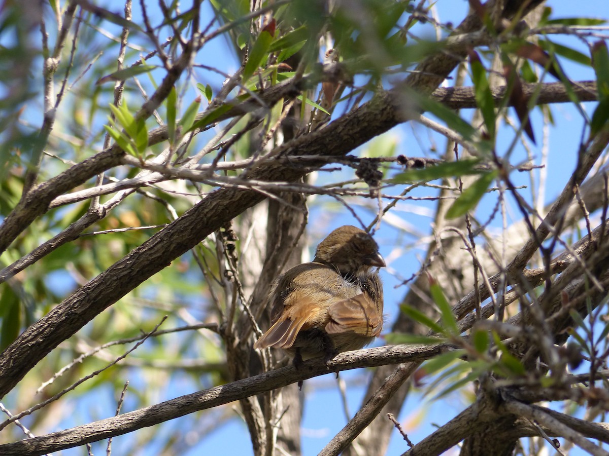 Lesser Antillean Bullfinch - ML646092310