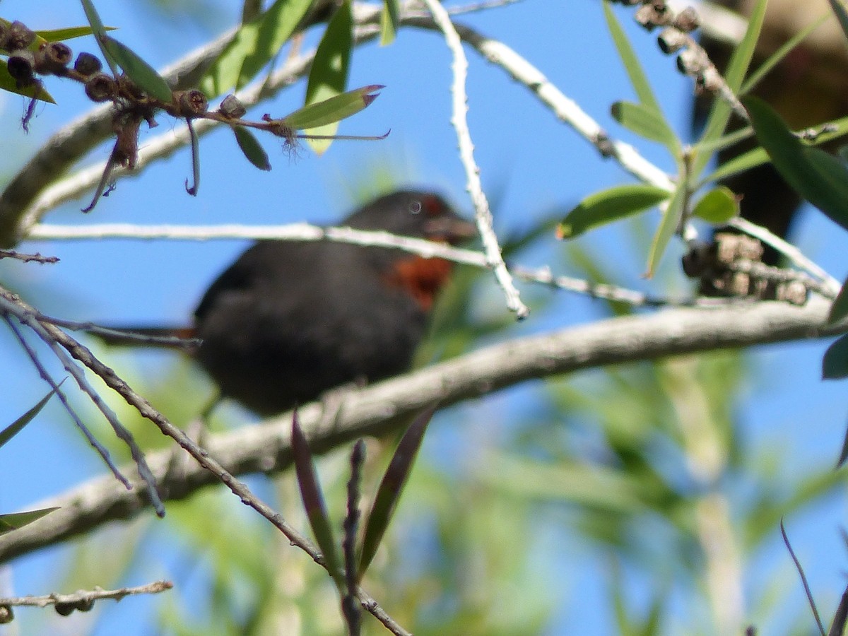 Lesser Antillean Bullfinch - ML646092311