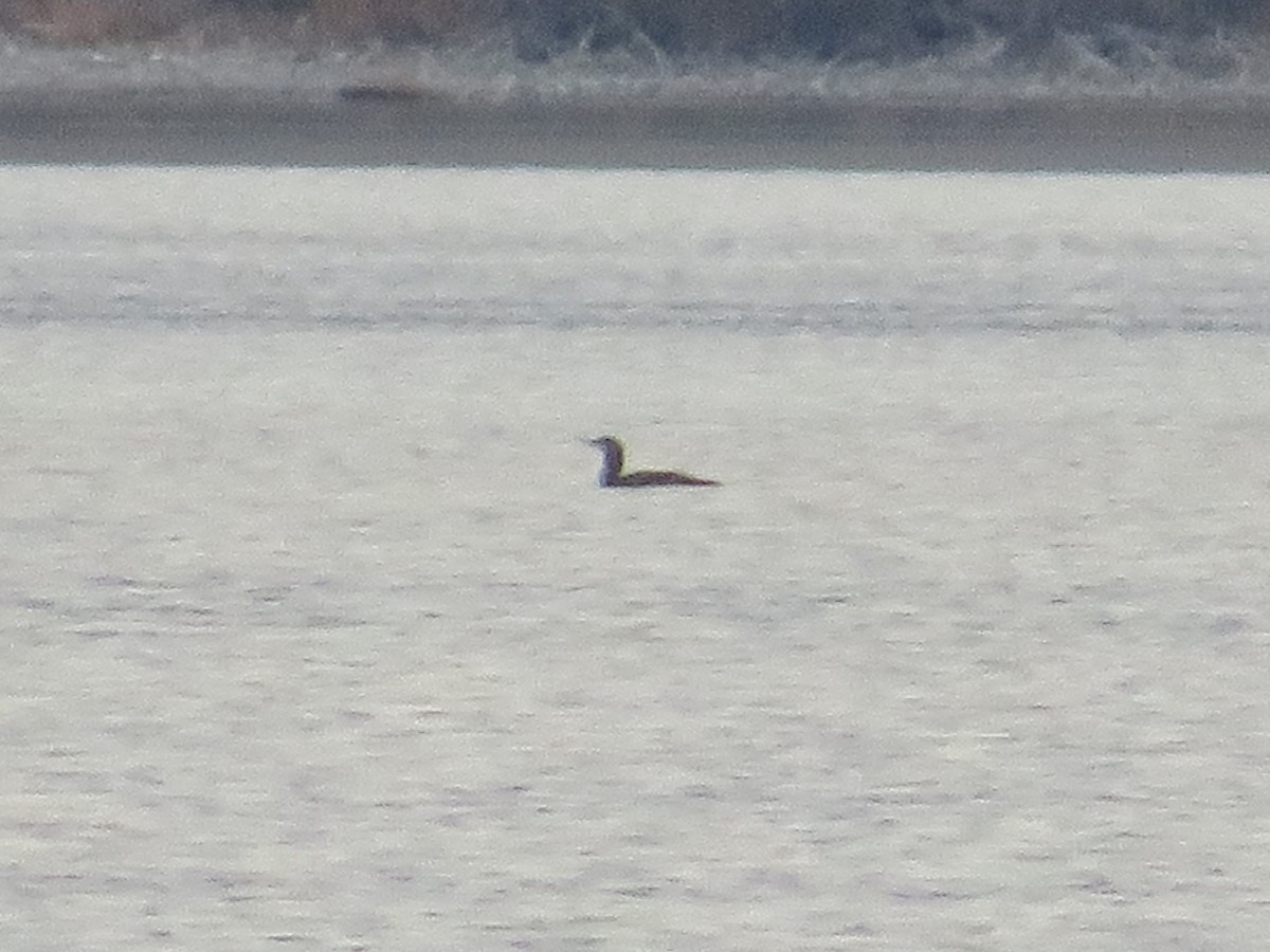 Red-throated Loon - ML646092329