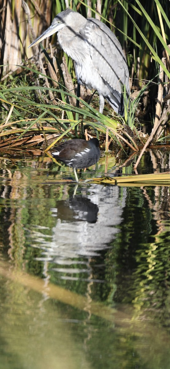 Gallinule d'Amérique - ML646092333