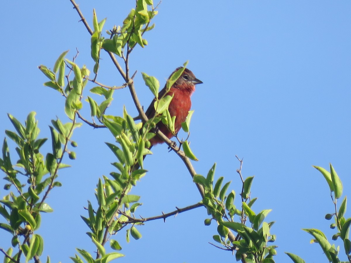Red-crested Finch - ML646092340