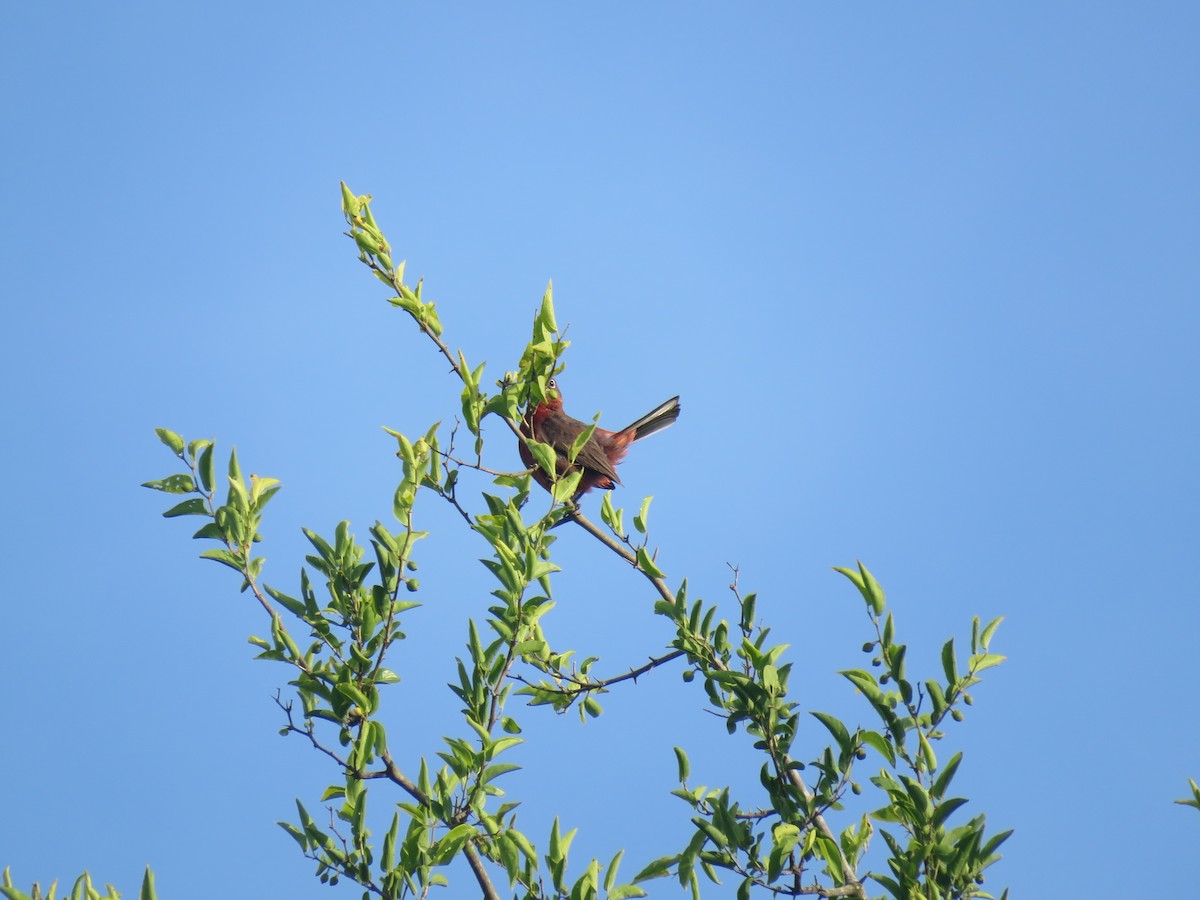Red-crested Finch - ML646092343