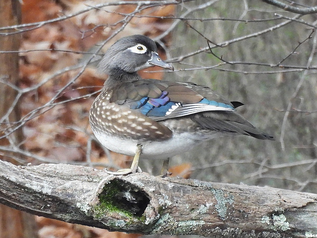 Wood Duck - ML646092358