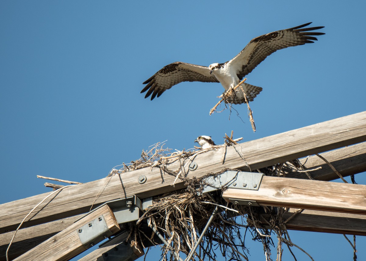 Fischadler - ML646092361