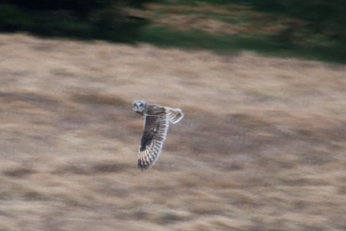 Short-eared Owl - ML646092373