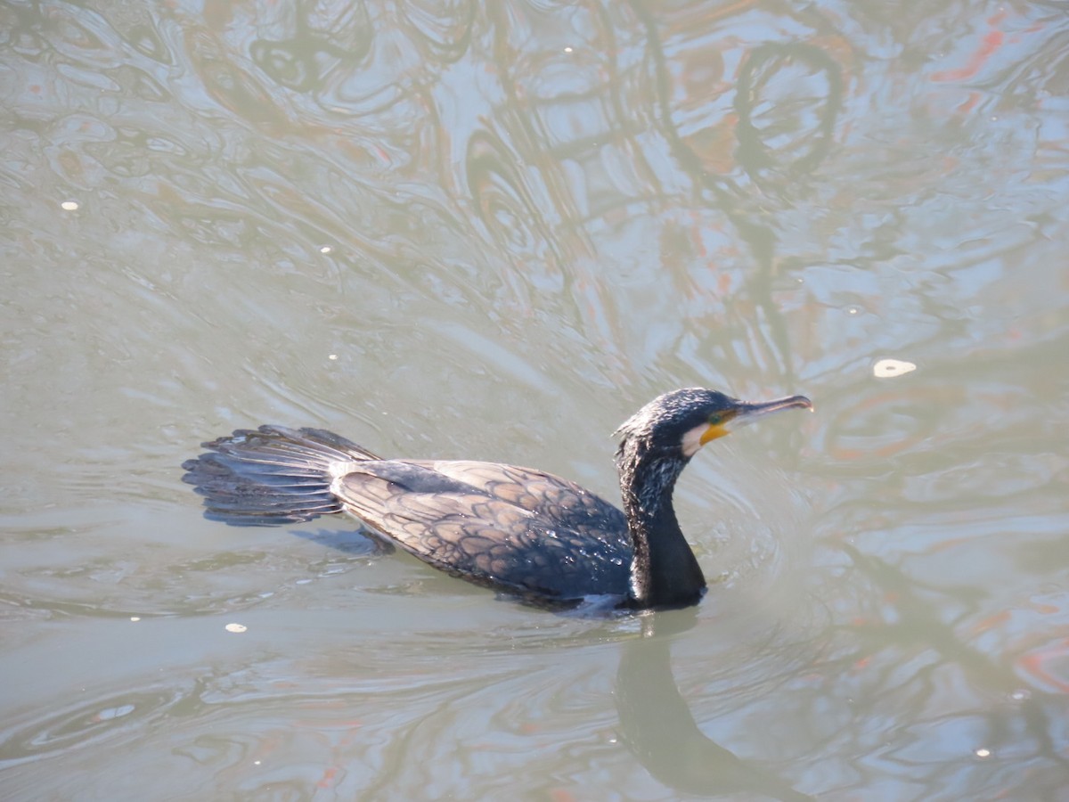 Grand Cormoran (sinensis/hanedae) - ML646092376