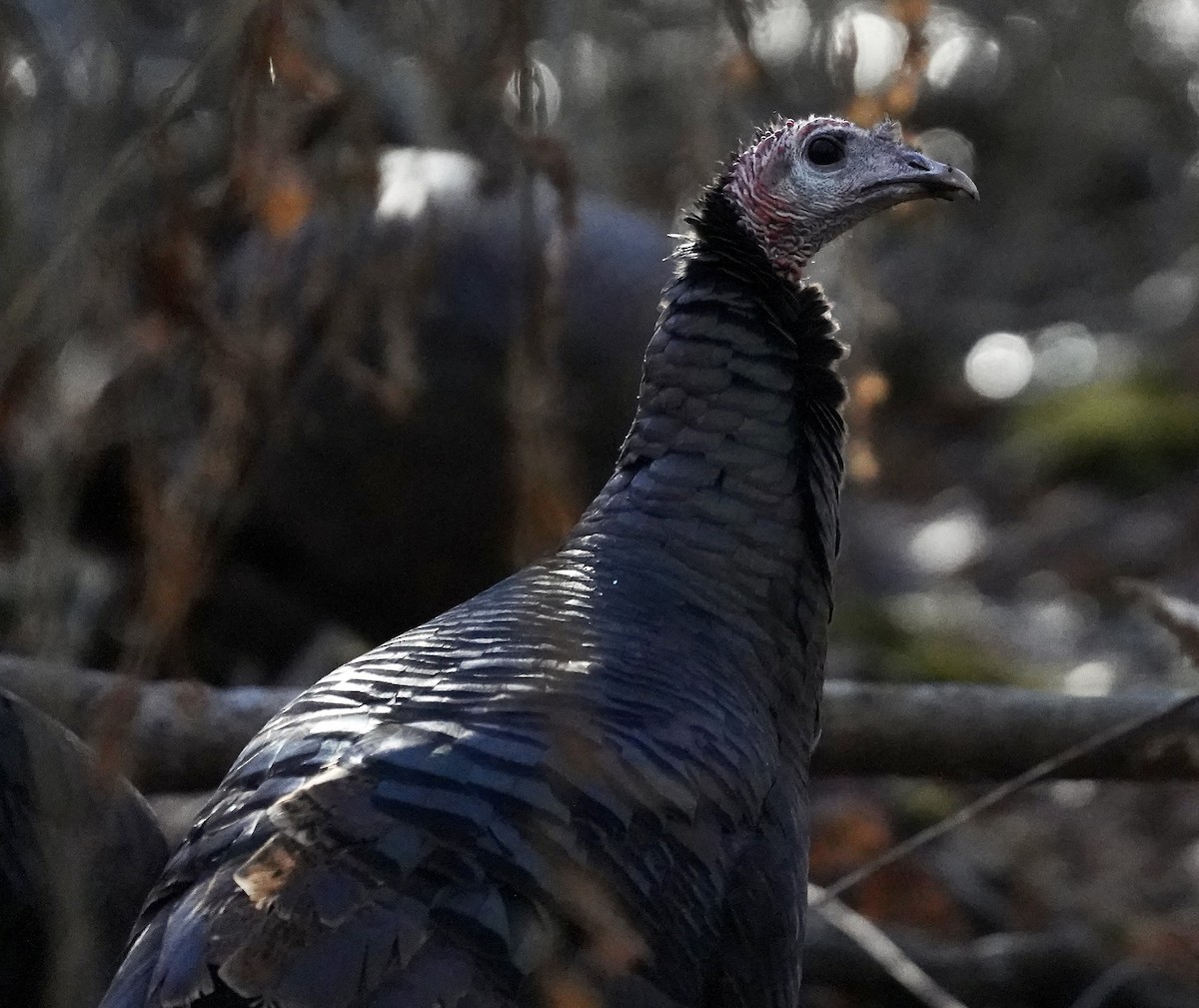 Wild Turkey - ML646092378