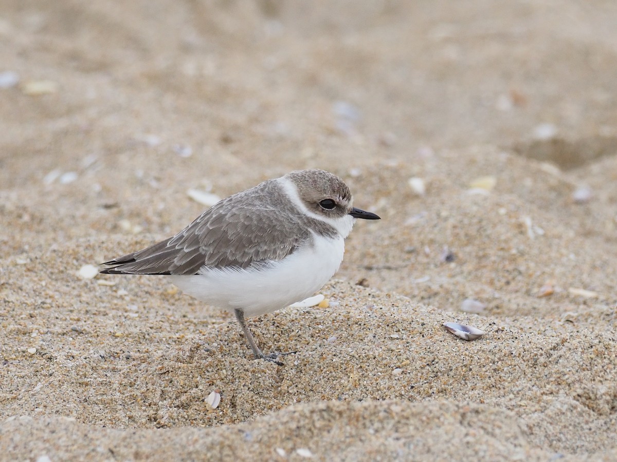 Snowy Plover - ML646092379
