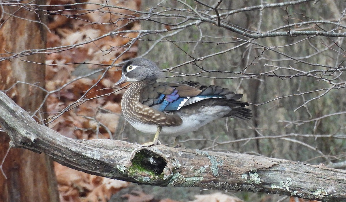 Wood Duck - ML646092384