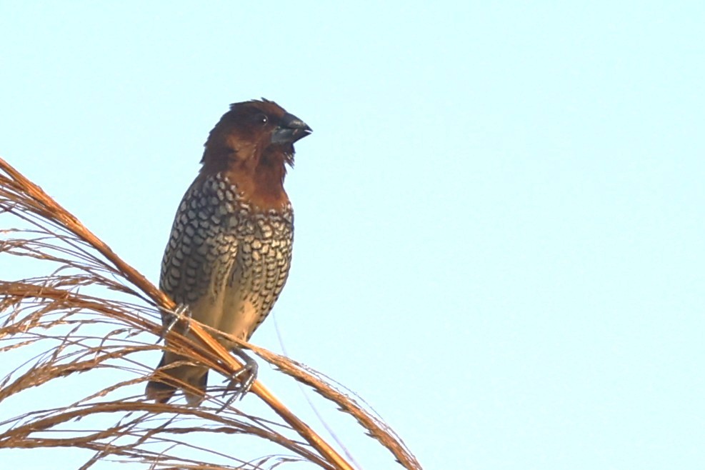 Scaly-breasted Munia - ML646092385