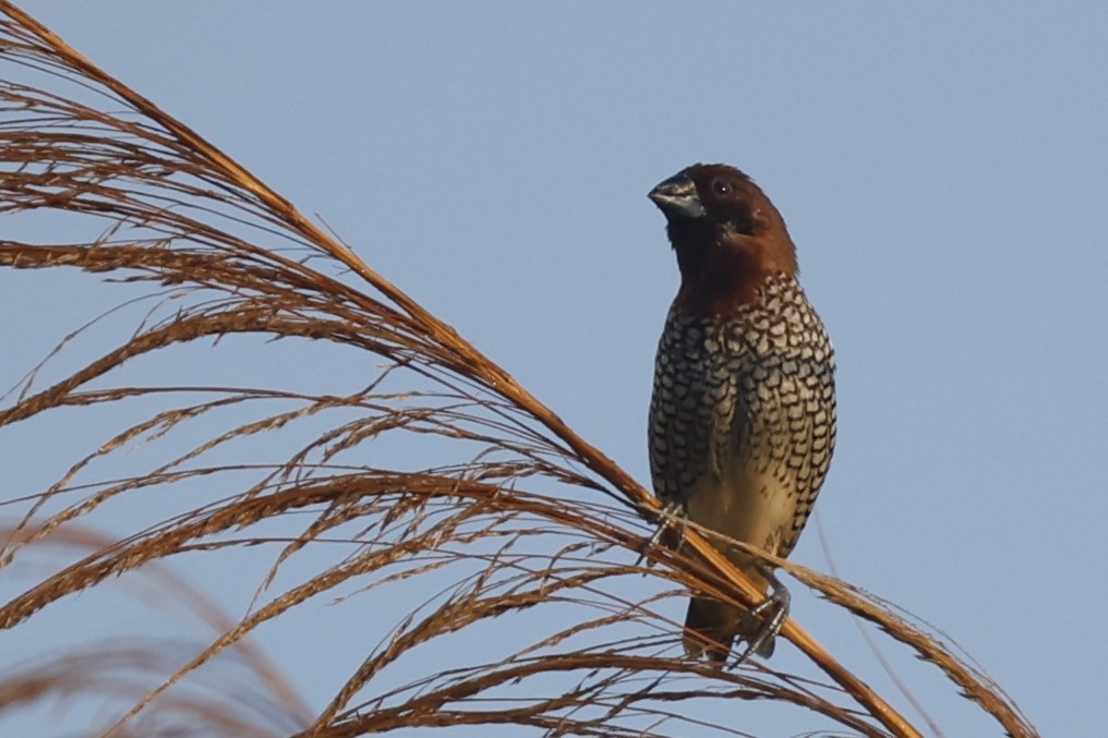 Scaly-breasted Munia - ML646092386