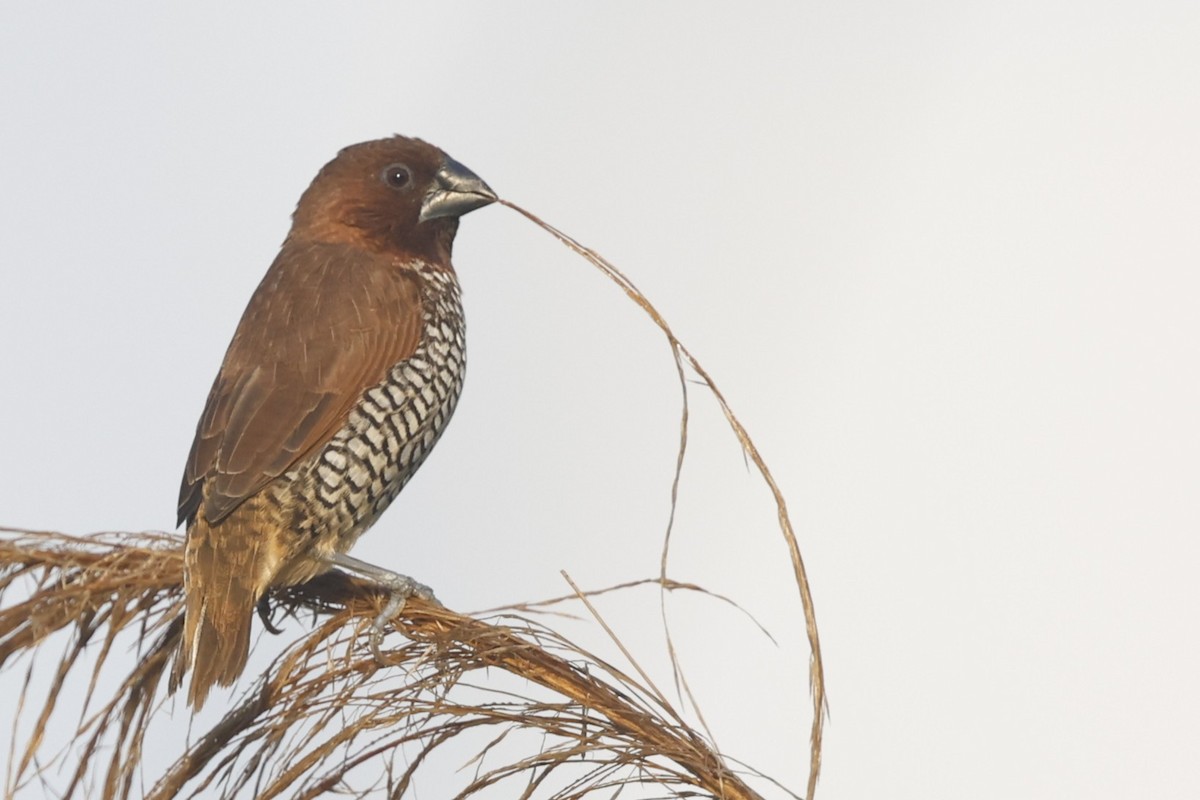 Scaly-breasted Munia - ML646092387