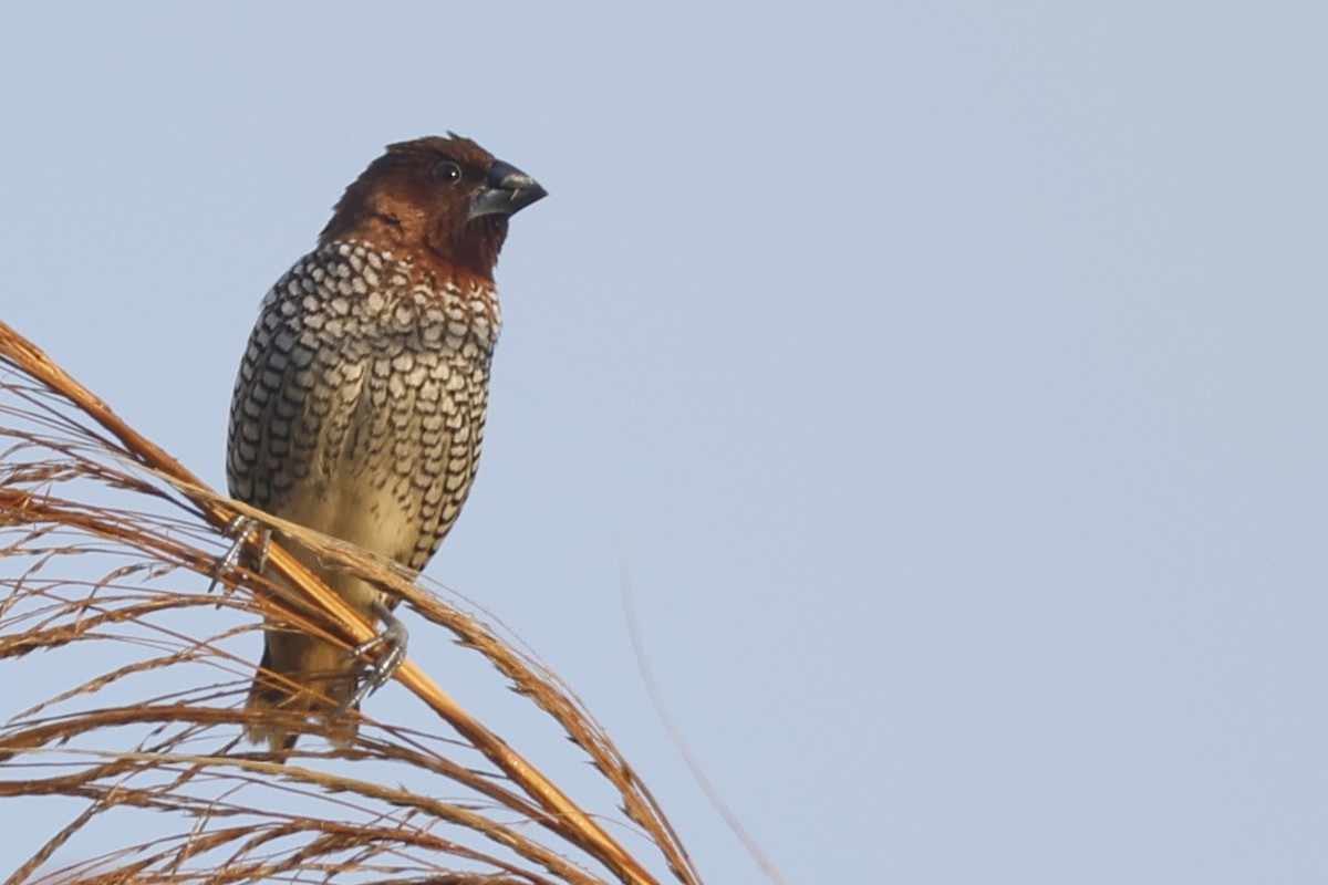 Scaly-breasted Munia - ML646092388